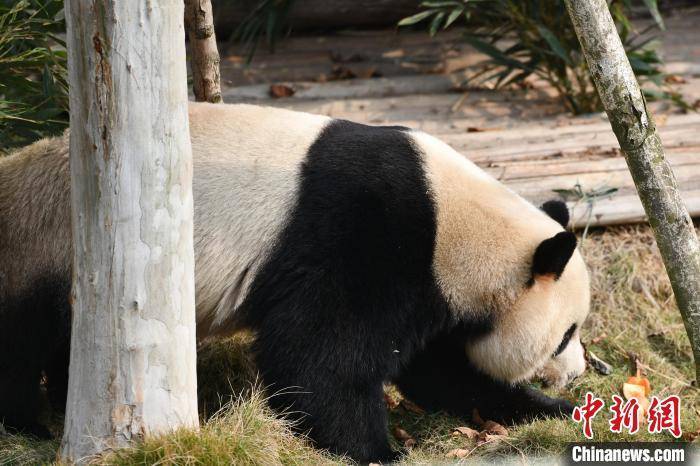熊猫手机:成都大运会代表团邂逅“蓉宝”原型 点赞中国大熊猫保护工作-第1张图片-太平洋在线下载