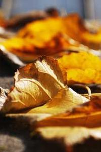 苹果12白金版-第2张图片-太平洋在线下载 苹果12白金版-第2张图片-太平洋在线下载