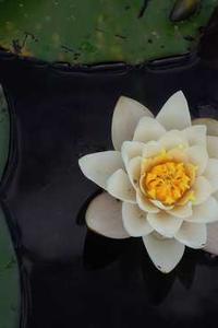 苹果折扣版手游-第1张图片-太平洋在线下载 苹果折扣版手游-第1张图片-太平洋在线下载