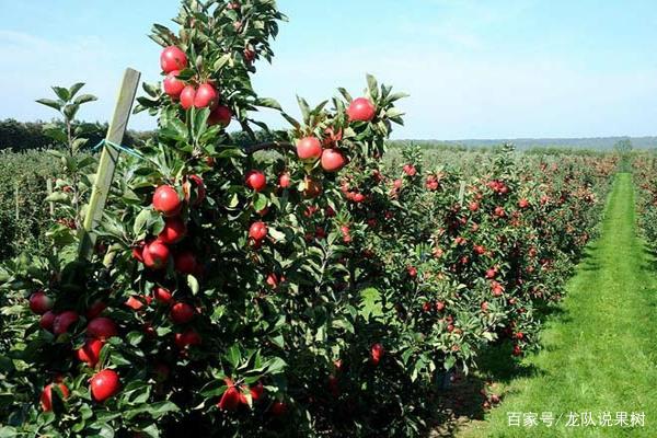 苹果树的生长过程新闻苹果树的生长过程顺序视频-第1张图片-太平洋在线下载