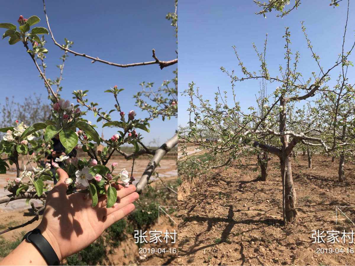 苹果树的生长过程新闻苹果树的生长过程顺序视频-第2张图片-太平洋在线下载