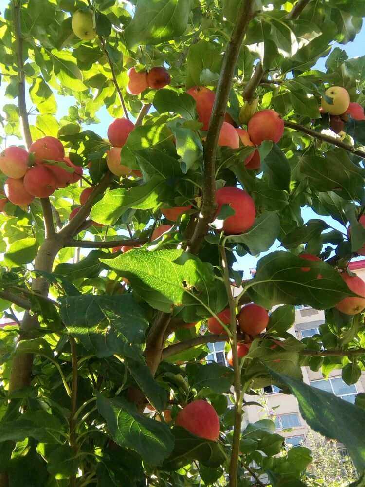 济南版小苹果筷子兄弟正版小苹果-第2张图片-太平洋在线下载