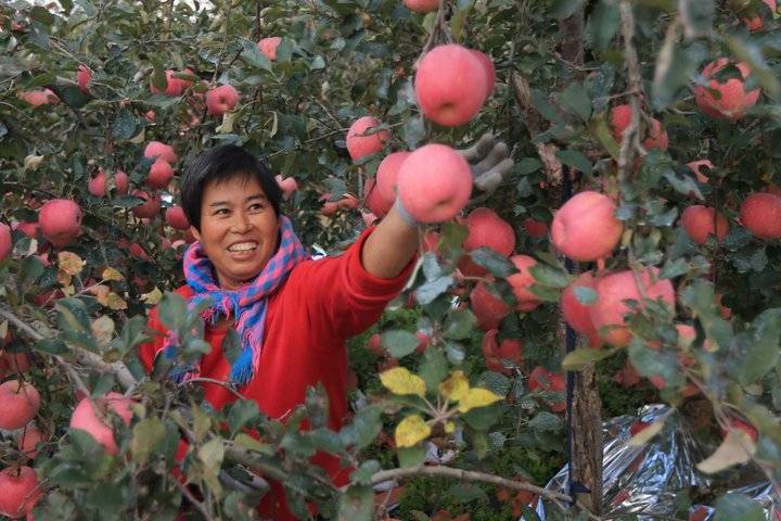 富民县苹果种植新闻富民105多少钱一袋-第2张图片-太平洋在线下载