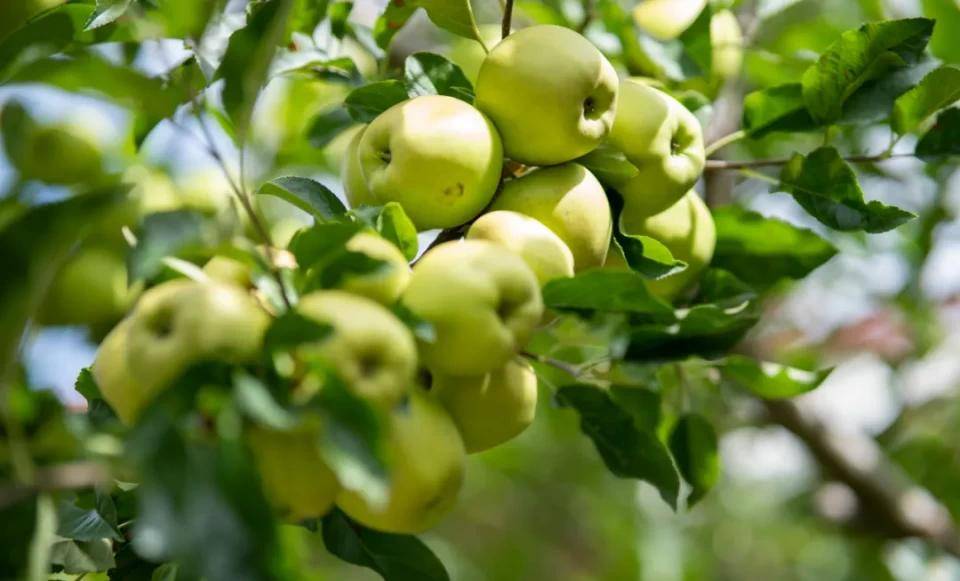 青苹果新闻网applestore苹果官网-第2张图片-太平洋在线下载