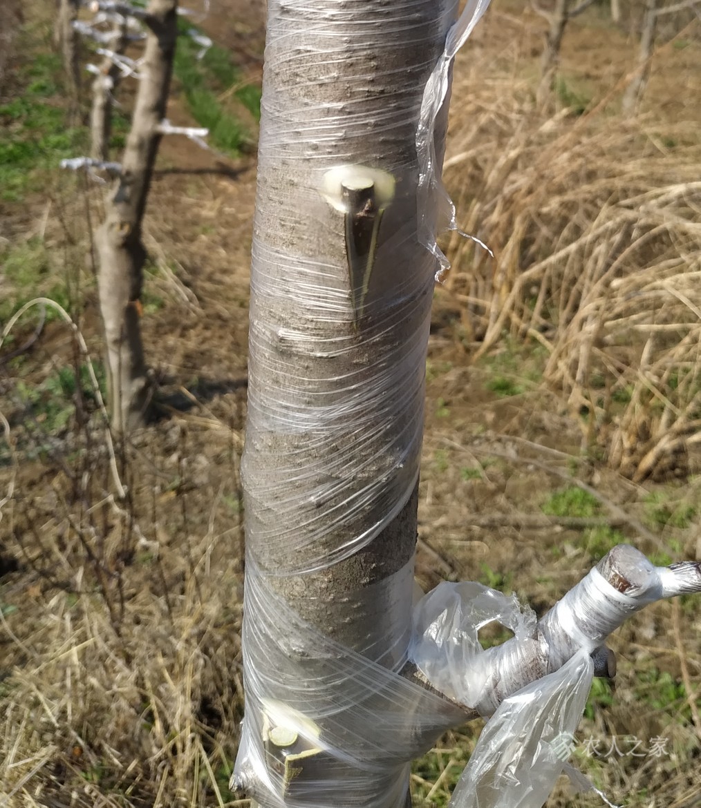 苹果树高接换头新闻报道苹果树树盖帽嫁接一般几天恢复-第1张图片-太平洋在线下载