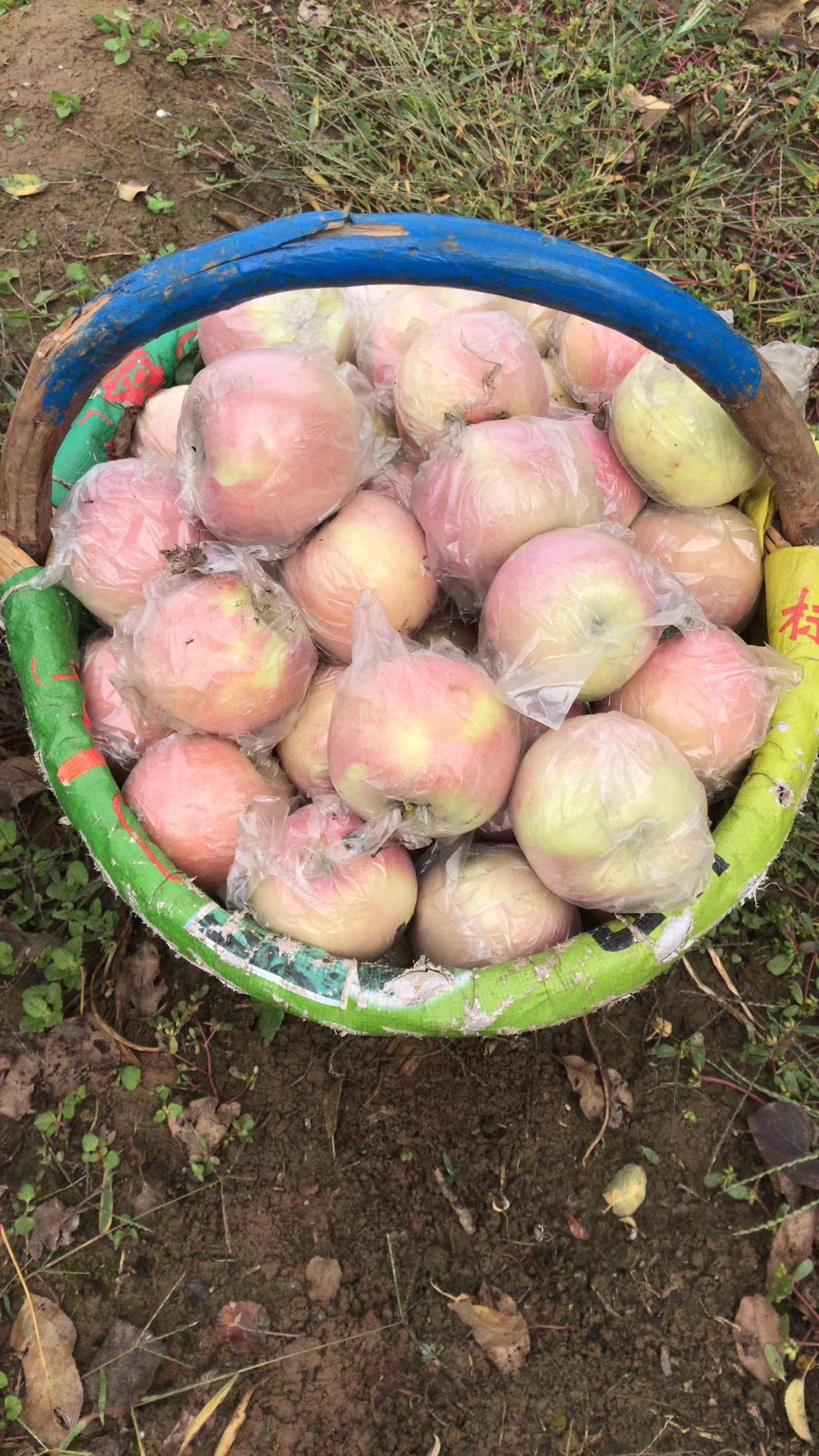 渭南苹果批发最新消息新闻渭南市渭河生态运动公园中区最新消息-第2张图片-太平洋在线下载