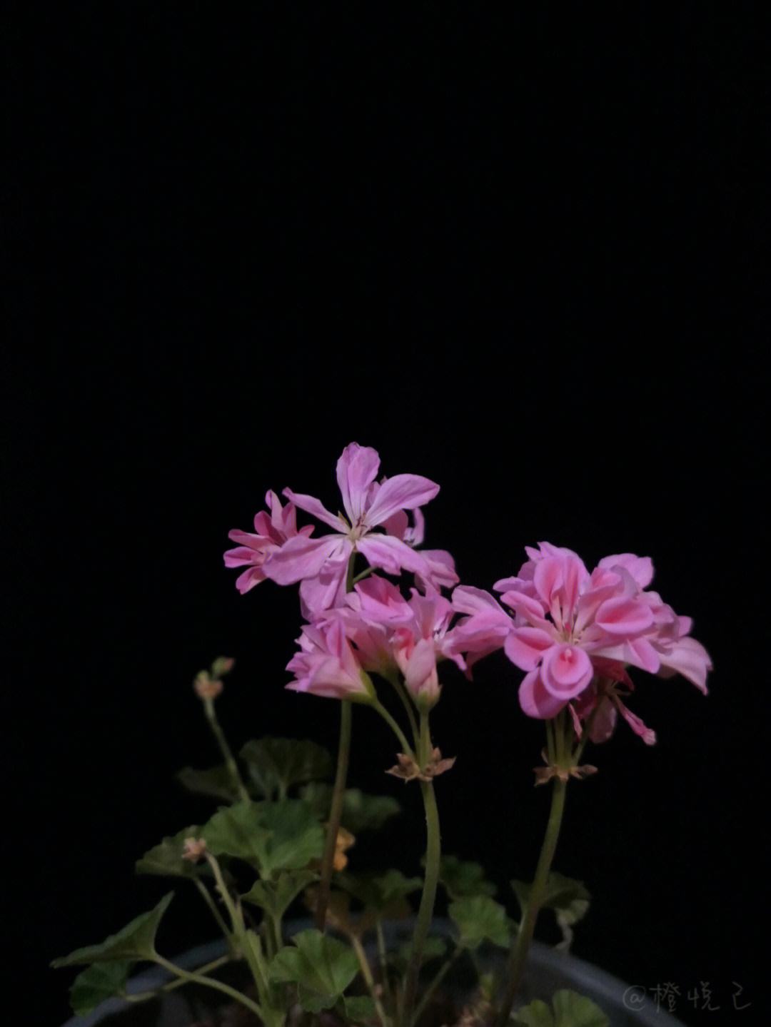 苹果版花信苹果手机怎么关闭花呗-第1张图片-太平洋在线下载