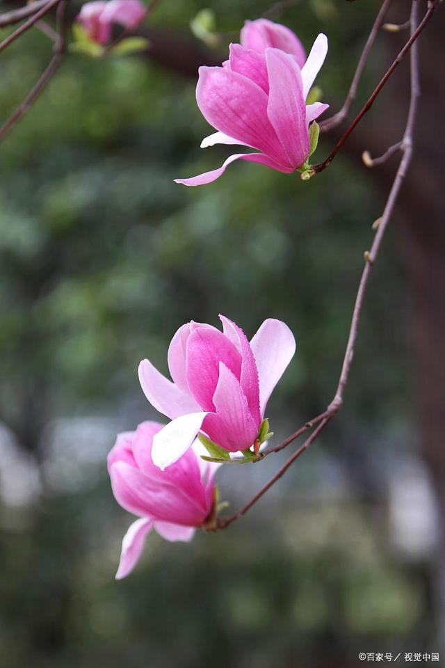 苹果版花信苹果手机怎么关闭花呗-第2张图片-太平洋在线下载