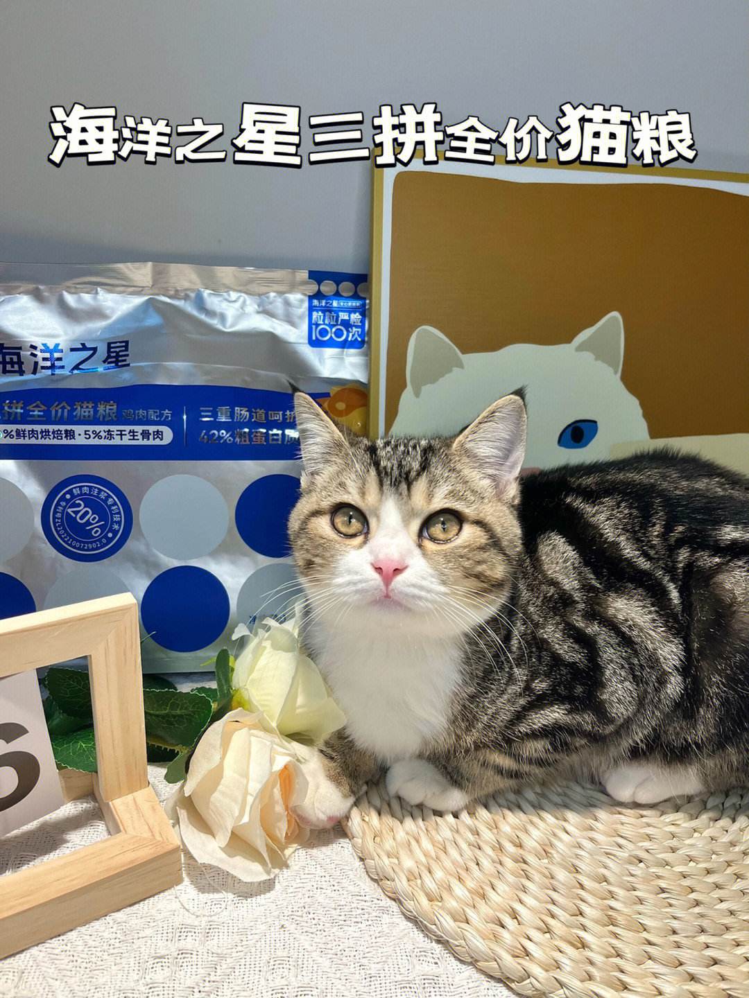 海洋之星手机版海洋之星街机单机版-第1张图片-太平洋在线下载