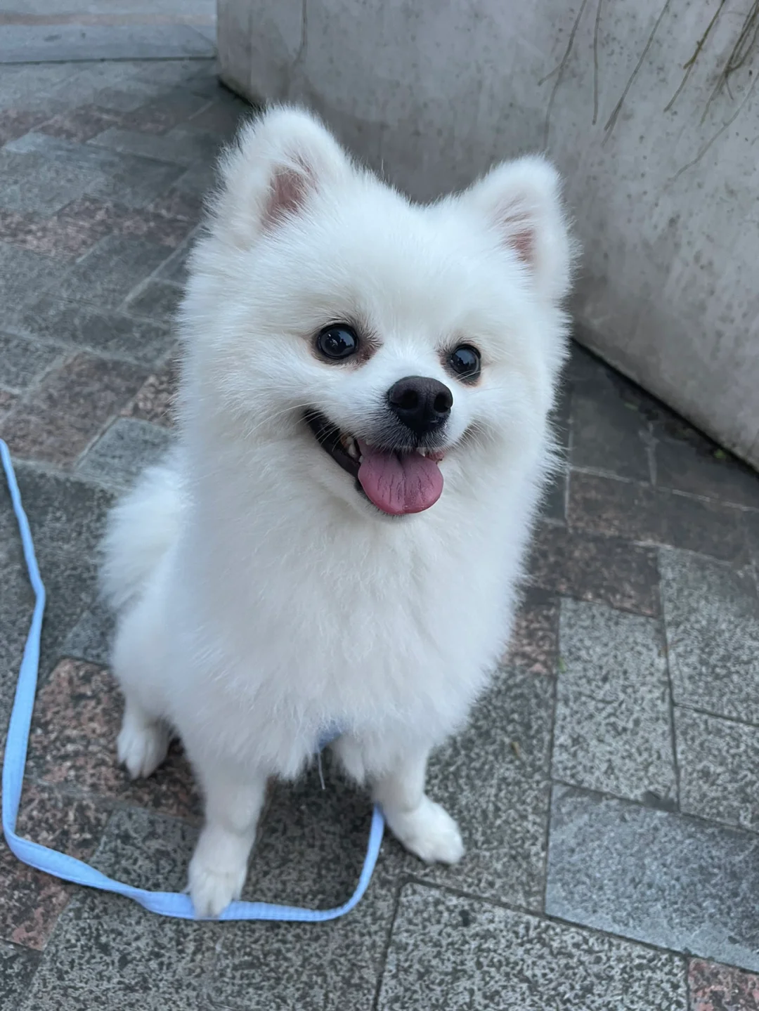 博美安卓版博美犬价格多少钱一只小型-第1张图片-太平洋在线下载