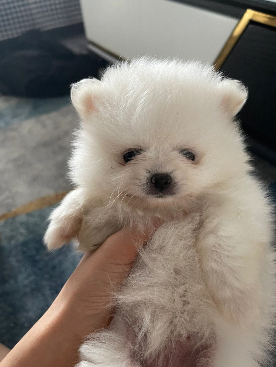博美安卓版博美犬价格多少钱一只小型-第2张图片-太平洋在线下载
