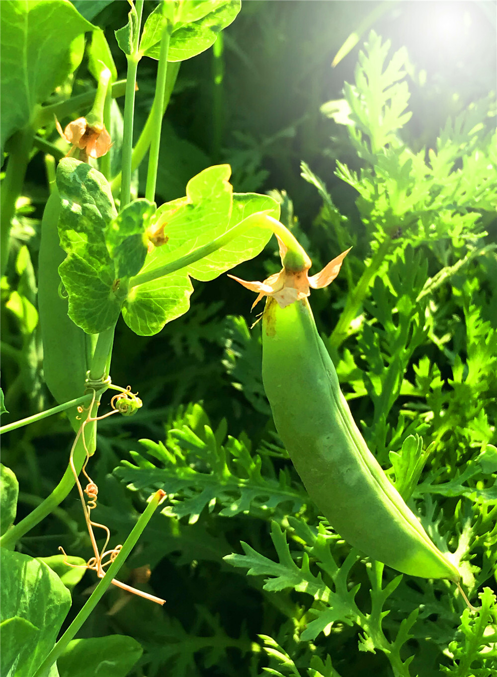 豌豆荚手机版动物(豌豆荚57322)-第2张图片-QuickQ官网 豌豆荚手机版动物(豌豆荚57322)-第2张图片-QuickQ官网