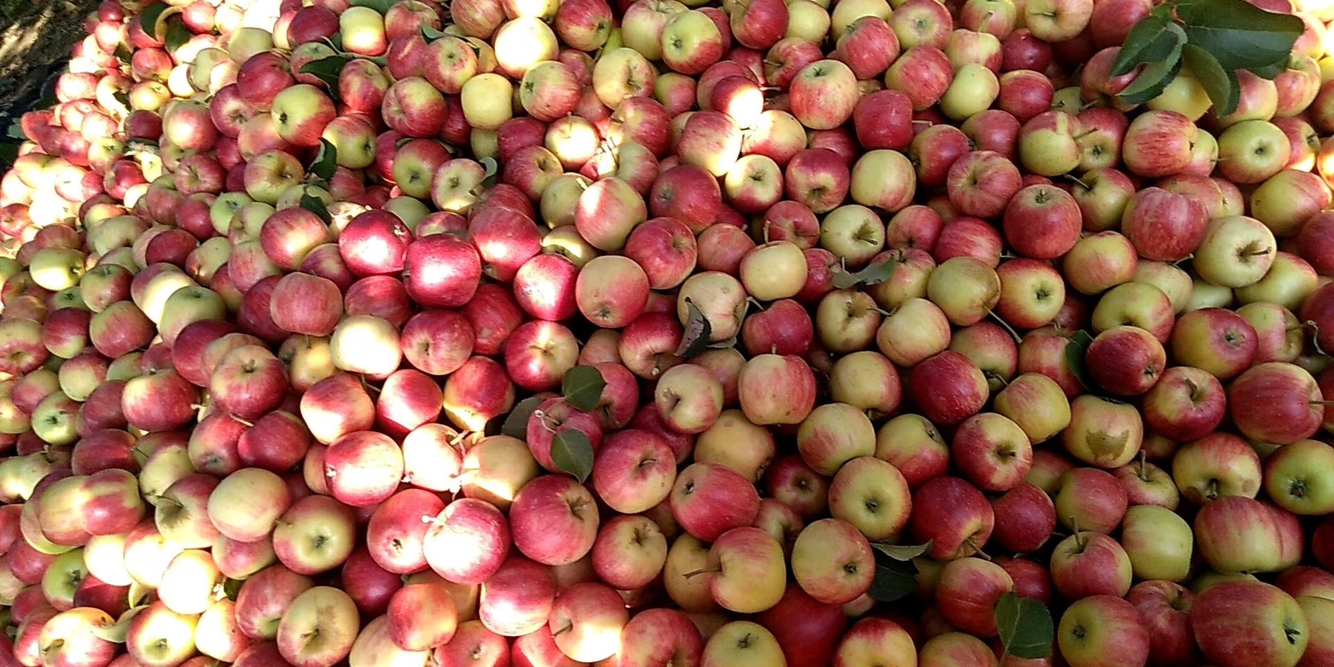 邢台123苹果版(邢台123改版后交友)-第5张图片-QuickQ官网 邢台123苹果版(邢台123改版后交友)-第5张图片-QuickQ官网