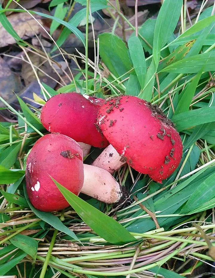 饥荒手机版红蘑菇(饥荒红蘑菇有什么功效与作用)-第2张图片-QuickQ官网