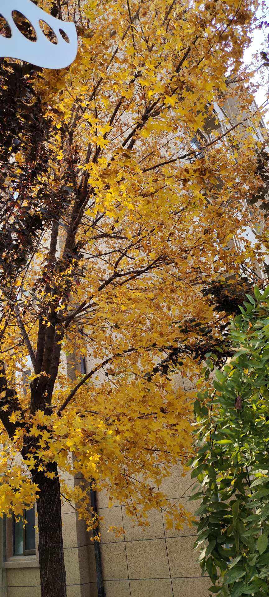 莱芜在线手机版(莱芜在线莱芜话题)-第4张图片-QuickQ官网