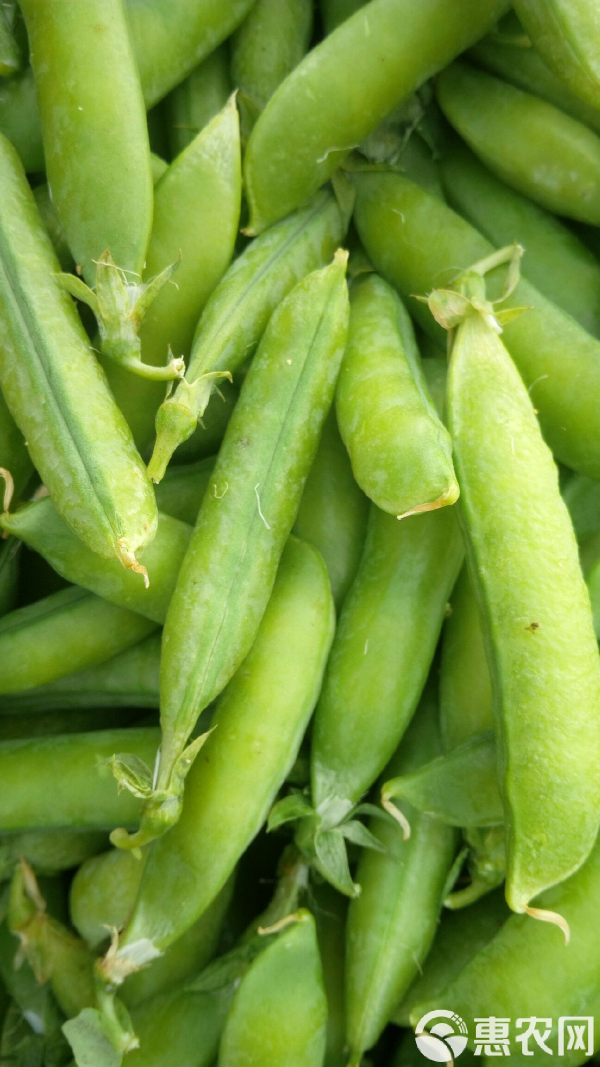 豌豆荚手机版wps(豌豆荚whatsapp)-第2张图片-QuickQ官网