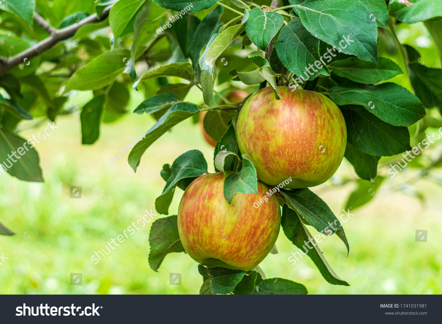 苹果苹果苹果树英语版(英文歌苹果苹果树英文歌)-第5张图片-QuickQ官网 苹果苹果苹果树英语版(英文歌苹果苹果树英文歌)-第5张图片-QuickQ官网